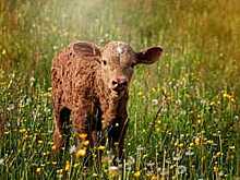 Подведены итоги муниципального этапа конкурса «Вологодское подворье»