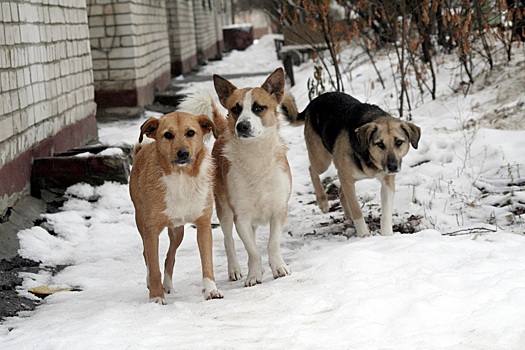 Свора собак в кузбасском поселке обеспокоила его жителей