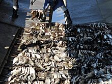 Красноярского изготовителя рыбной продукции оштрафовали за антисанитарию