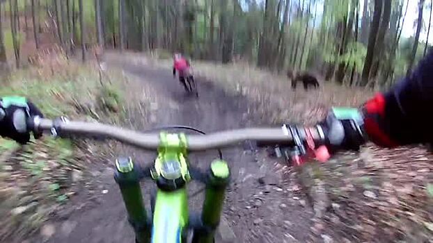 Погоня медведя за велосипедистом попала на видео