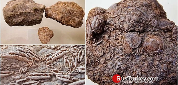 В музее Диярбакыра выставлена окаменелость возрастом 50 млн лет