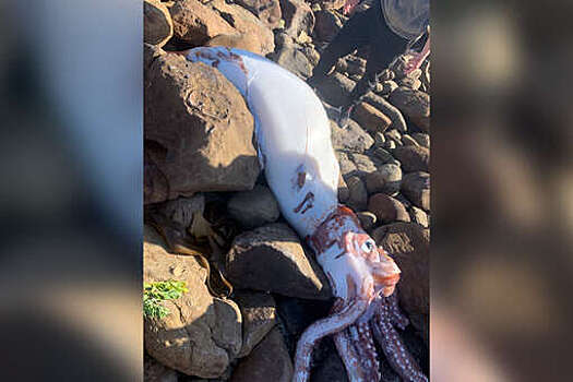 Тушу гигантского кальмара выбросило на берег Южной Африки
