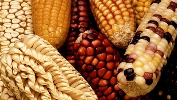 Эксперты поспорили о полезности ГМО