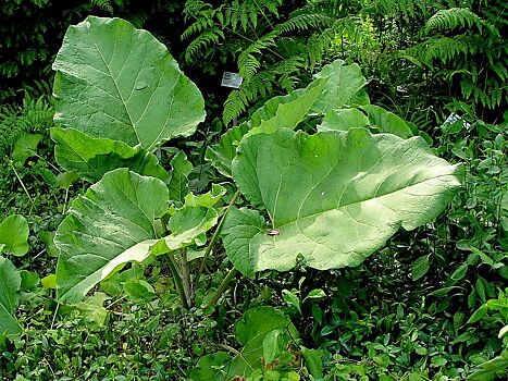 Пермские ученые разработали препарат от диабета из листьев лопуха