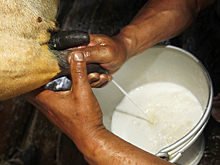 В белорусском молоке вновь нашли нечто