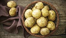 Ученые откопали древнейший картофель