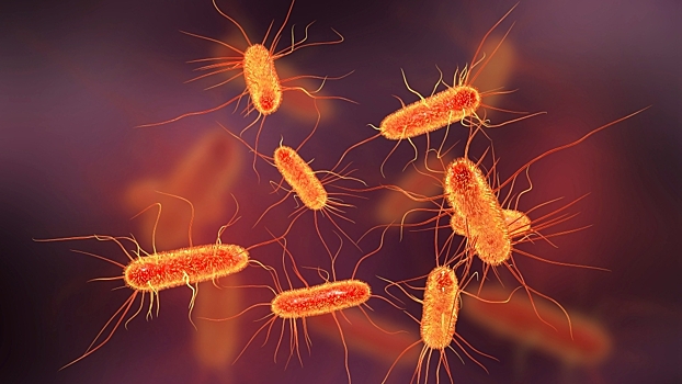 Названы страны с наибольшим риском завоза супербактерий