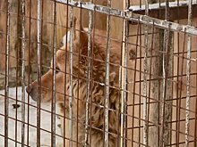 Пензенцы могут пожаловаться следователям на бездомных собак