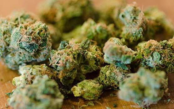 На Кубани попался перевозчик конопли