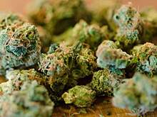 На Кубани попался перевозчик конопли