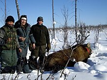 Впервые в Якутии на лося одели спутниковый ошейник