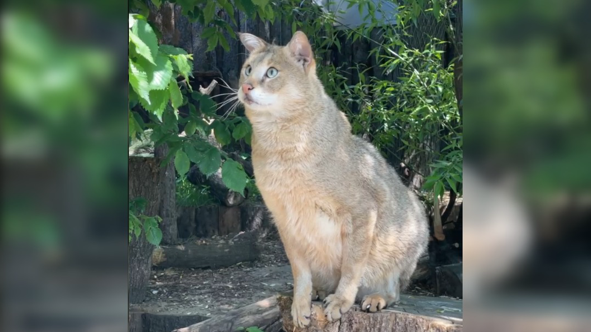 «И это все?»: Московский зоопарк показали, как кормят камышового кота Заури