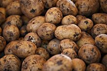 Каждый житель Красноярского края съедает 56 килограммов картофеля в год