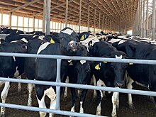 "Красный обоз" в Чистополе, сотый младенец в Бавлах: обновления в "Инстаграме" глав районов Татарстана 25 июля