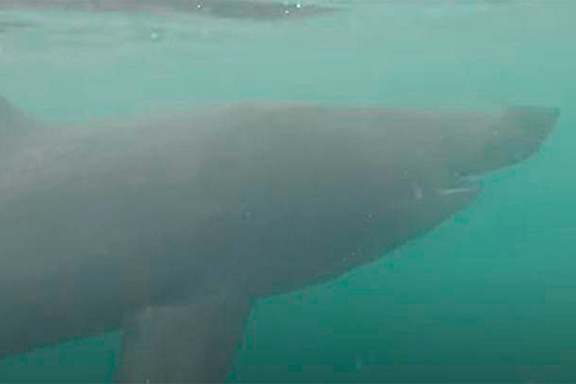 Гигантская пятиметровая акула вплотную подплыла к любителю рыб и попала на видео