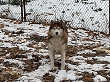 Предали дважды: бывшего питомца хаски‑парка нашли брошенным у ворот