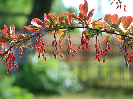 Проверенные сорта барбариса: стоит завести один, и остановиться будет сложно!