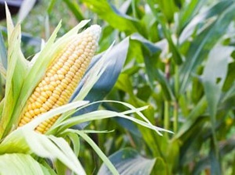В 2016 году Россия увеличила экспорт кукурузы на 39%