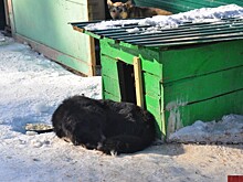 Что будет с владимирским приютом «Атлант»?