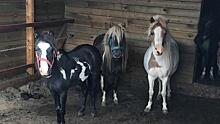 На сгоревшем с лошадьми ранчо пытались отравить собак — владелица фермы под Петербургом