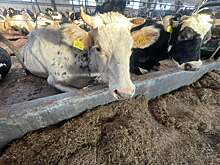 В 10 фермерских хозяйствах Южского района Ивановской области ввели карантин по лейкозу у КРС