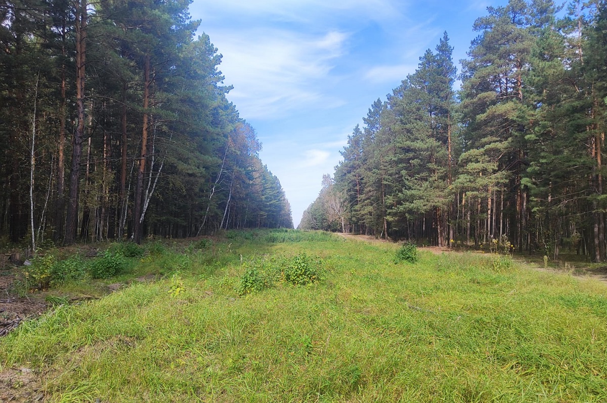 В Новосибирской области в 10 раз сократилось количество лесных пожаров