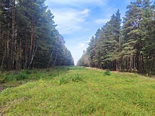 В Новосибирской области в 10 раз сократилось количество лесных пожаров