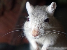 Уральцы стали втрое чаще болеть "мышиной лихорадкой"