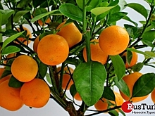 В Турции построят уникальный фруктовый парк