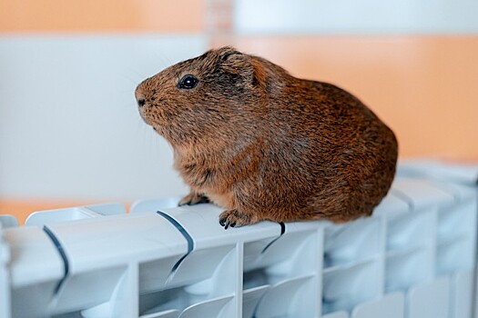 Аварийное отключение тепла произошло в Карасунском округе Краснодара