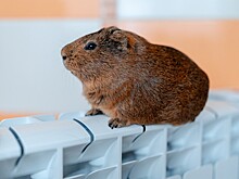 Аварийное отключение тепла произошло в Карасунском округе Краснодара