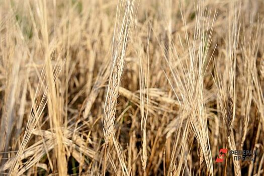 Турция будет взимать пошлину в 130% за импорт пшеницы