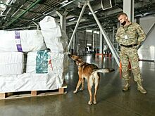 Сотрудников транспортной безопасности хотят вооружить аэрозолями со слезоточивыми веществами