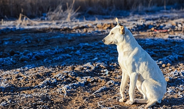 В Камышине Волгоградской области проводят отлов бродячих собак