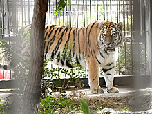 В Воронежском зоопарке пока не сложилась пара амурских тигров