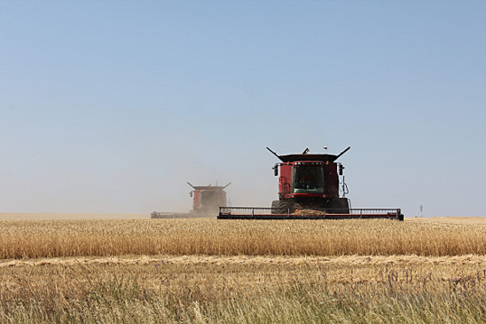 В Самарской области собрали 1,5 млн тонн зерна