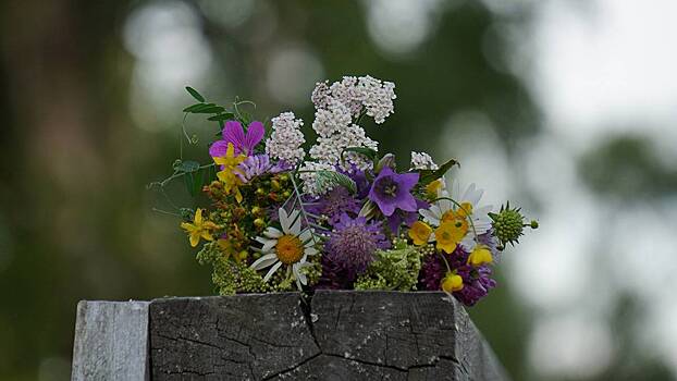 Биолог Опарин назвал полевые цветы, которые опасно приносить домой