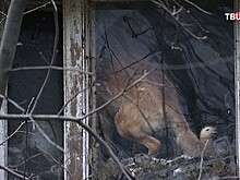 Братья-близнецы из Королева превратили жизнь соседей в кошмар