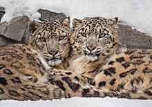 В зоопарках Сибири усилили кормление животных из-за аномальных морозов