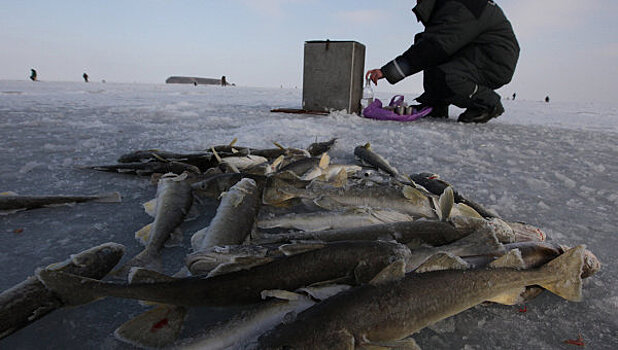 Спасенного в Финском заливе тюлененка готовят к взрослой жизни