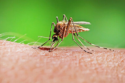 Ученые выяснили, что комары не переносят COVID-19