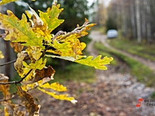 В Новосибирске во время благоустройства срубили дуб Никулина