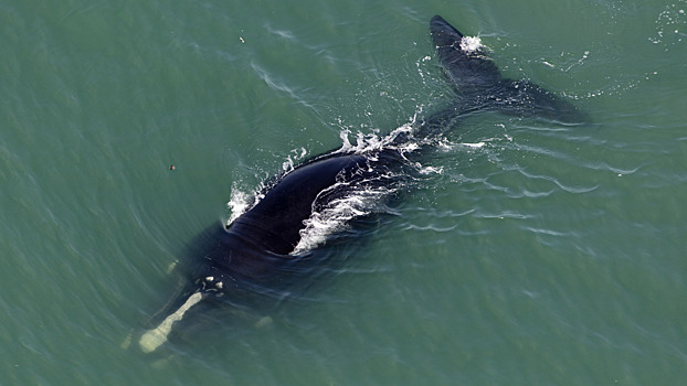 Численность самых редких китов на планете восстанавливается