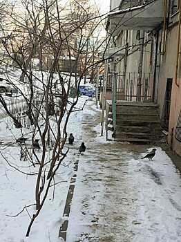 Вороны грабят открытые мусорные баки и бросают добычу на улицах Саратова