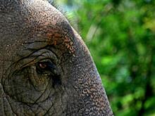 За изможденного слона в цирке вступились жители Златоуста