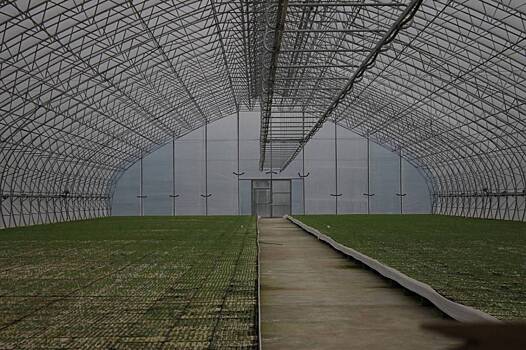 В Вологодской области откроют теплицу для деревьев