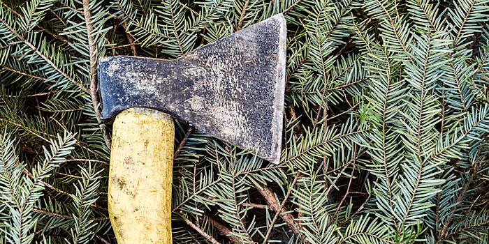 Операция «Елочка»: инспекторы лесоохраны проводят рейды против елочных браконьеров