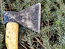 Операция «Елочка»: инспекторы лесоохраны проводят рейды против елочных браконьеров