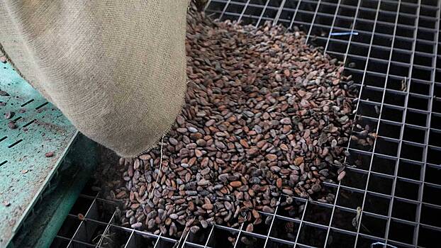 Экономист Родионов объяснил биржевой взлет цен на какао-бобы