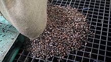 Bloomberg: Аномальная стоимость какао-бобов скоро сделает каждую плитку золотой